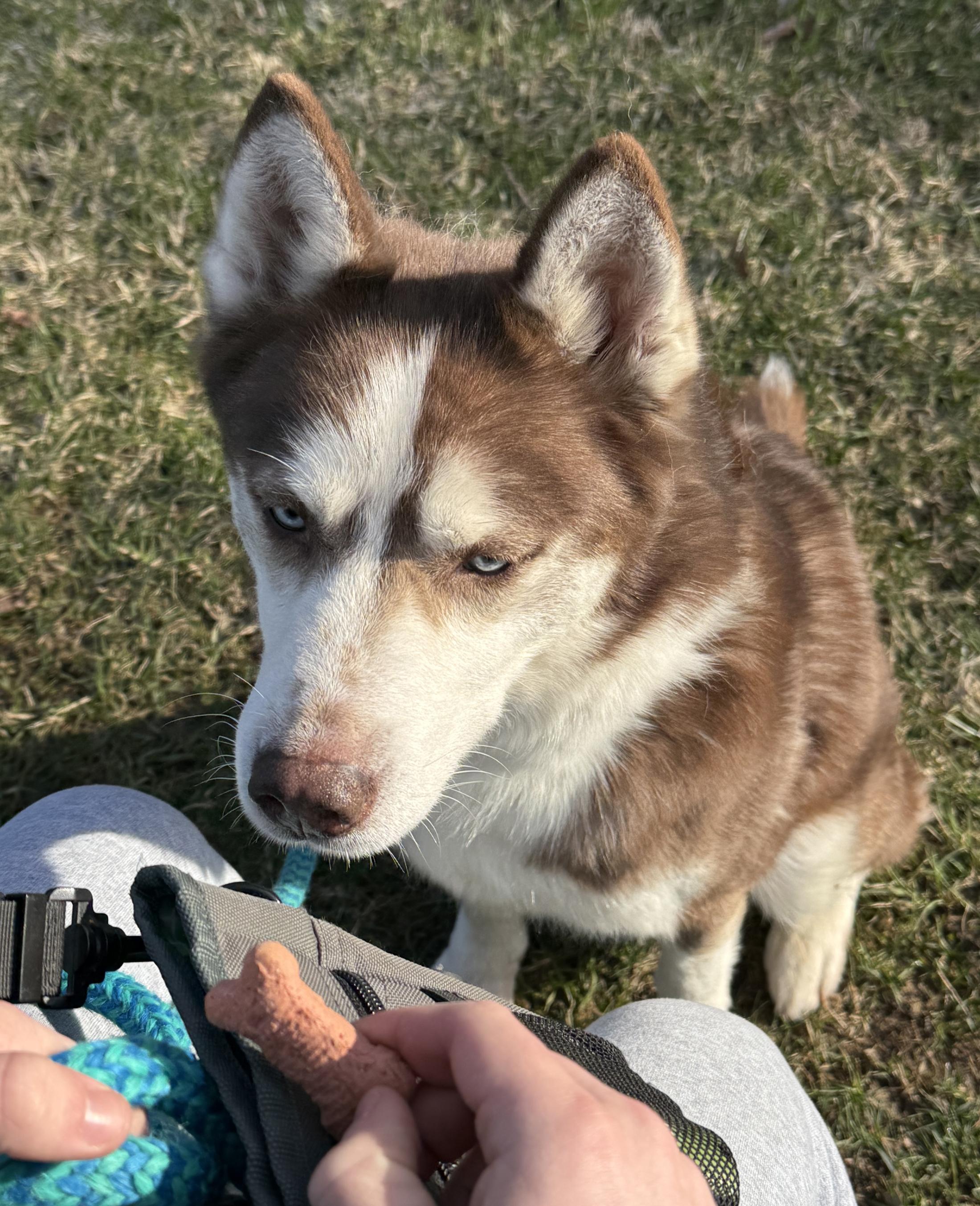 Enlarge Milo, a ADOPTABLE Husky in Benton Harbor, MI image 6/6