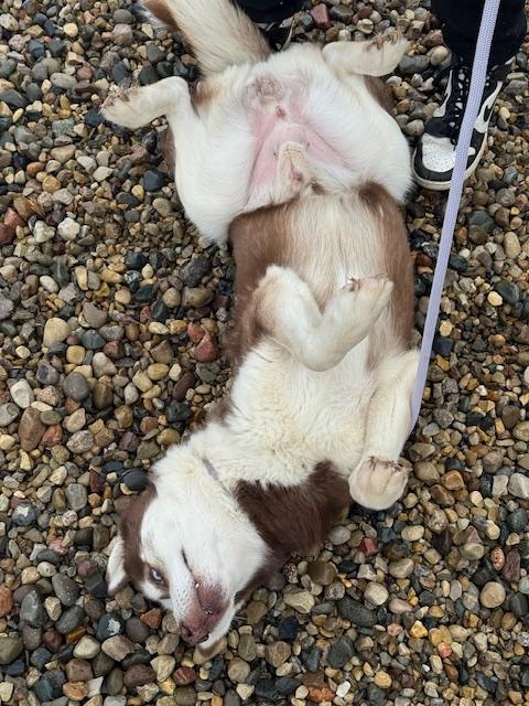 Enlarge Milo, a ADOPTABLE Husky in Benton Harbor, MI image 3/6