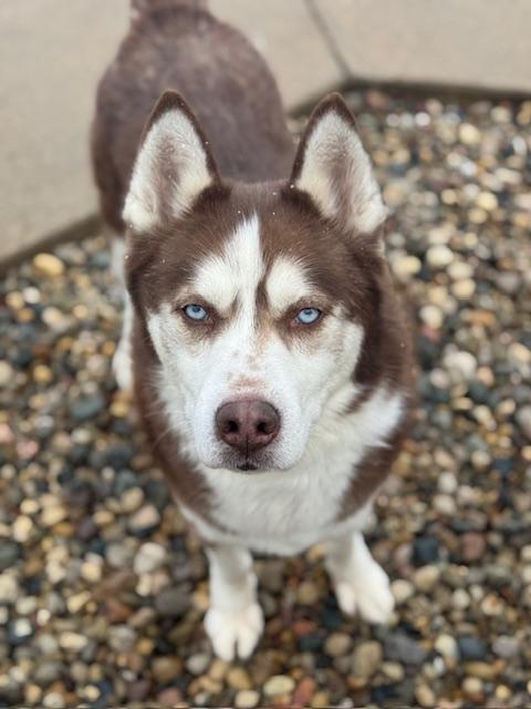 Enlarge Milo, a ADOPTABLE Husky in Benton Harbor, MI image 2/6