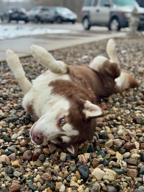 Enlarge Milo, a ADOPTABLE Husky in Benton Harbor, MI image 4/6