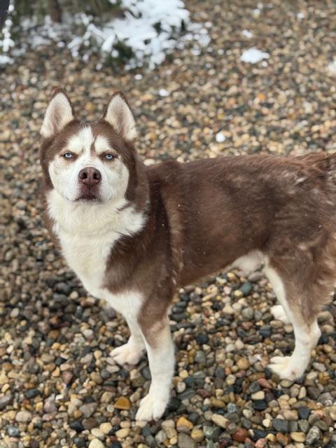 Enlarge Milo, a ADOPTABLE Husky in Benton Harbor, MI image 1/6