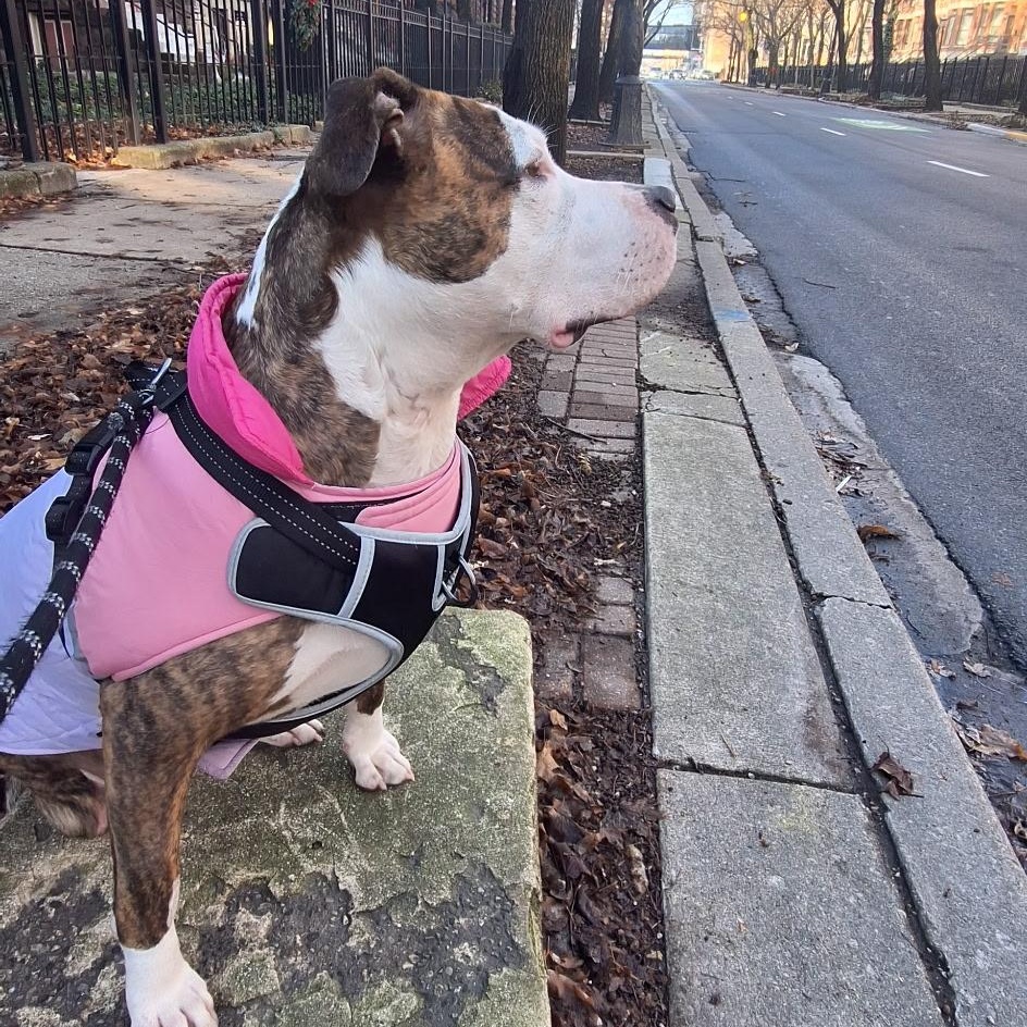 Enlarge Freeda, a Adoptable mixed breed in Lemont, IL image 3/6