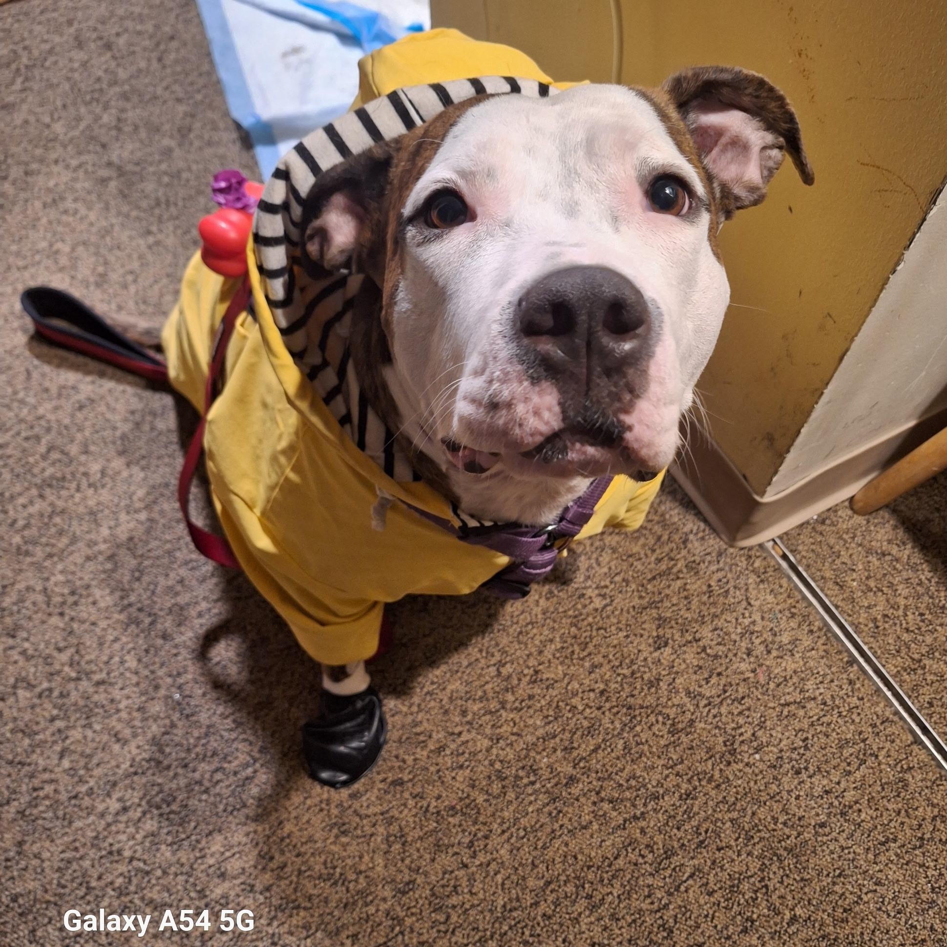 Enlarge Freeda, a Adoptable mixed breed in Lemont, IL image 6/6