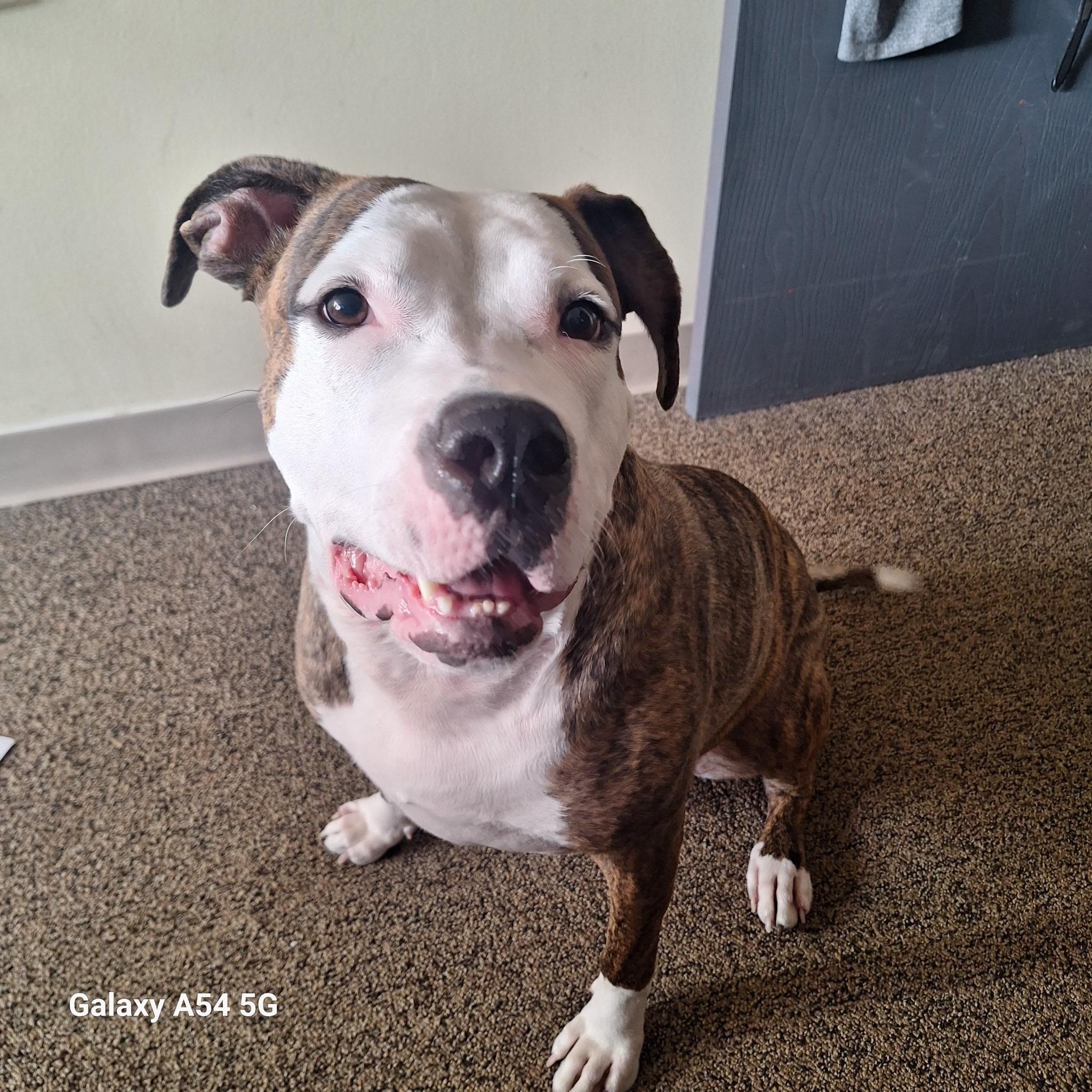 Enlarge Freeda, a Adoptable mixed breed in Lemont, IL image 1/6