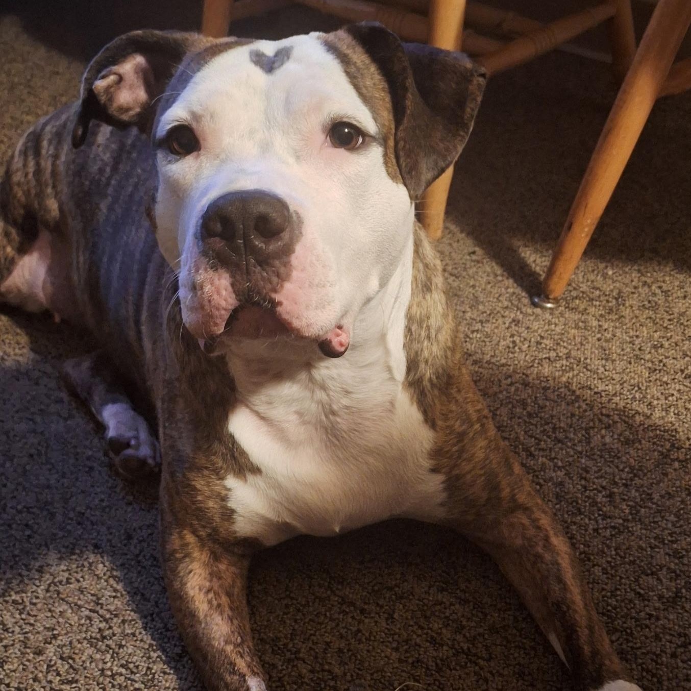 Enlarge Freeda, a Adoptable mixed breed in Lemont, IL image 2/6