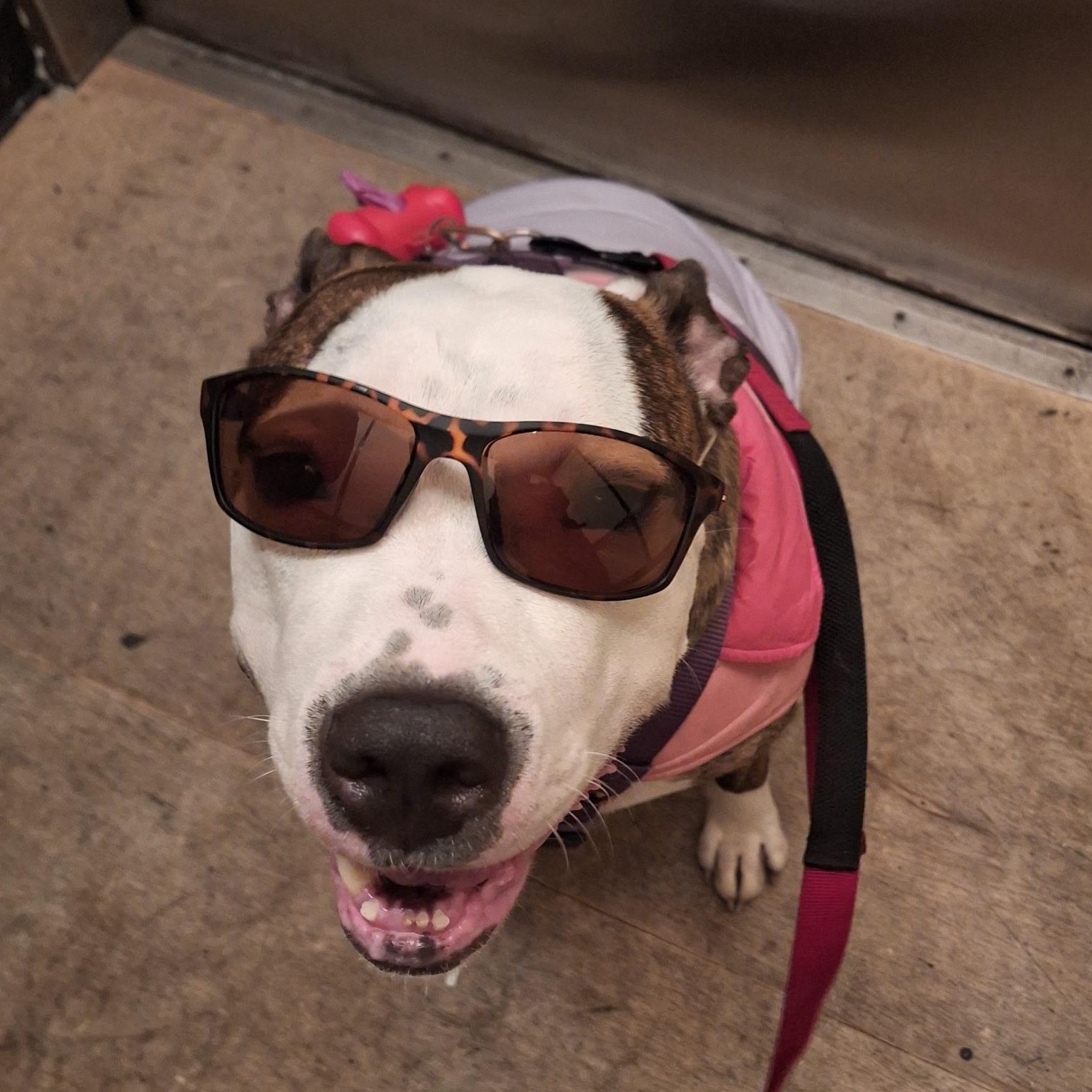 Enlarge Freeda, a Adoptable mixed breed in Lemont, IL image 5/6