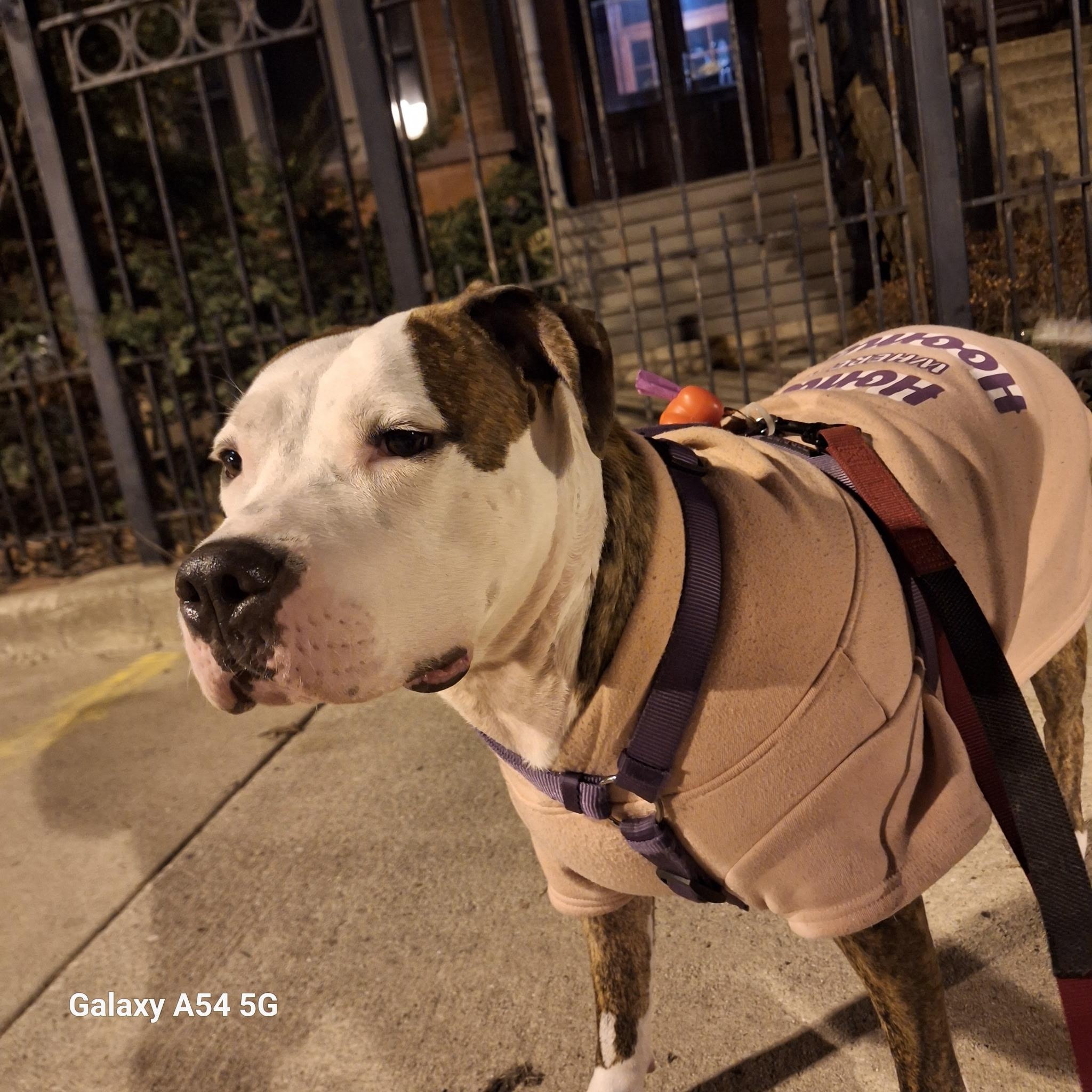 Enlarge Freeda, a Adoptable mixed breed in Lemont, IL image 4/6