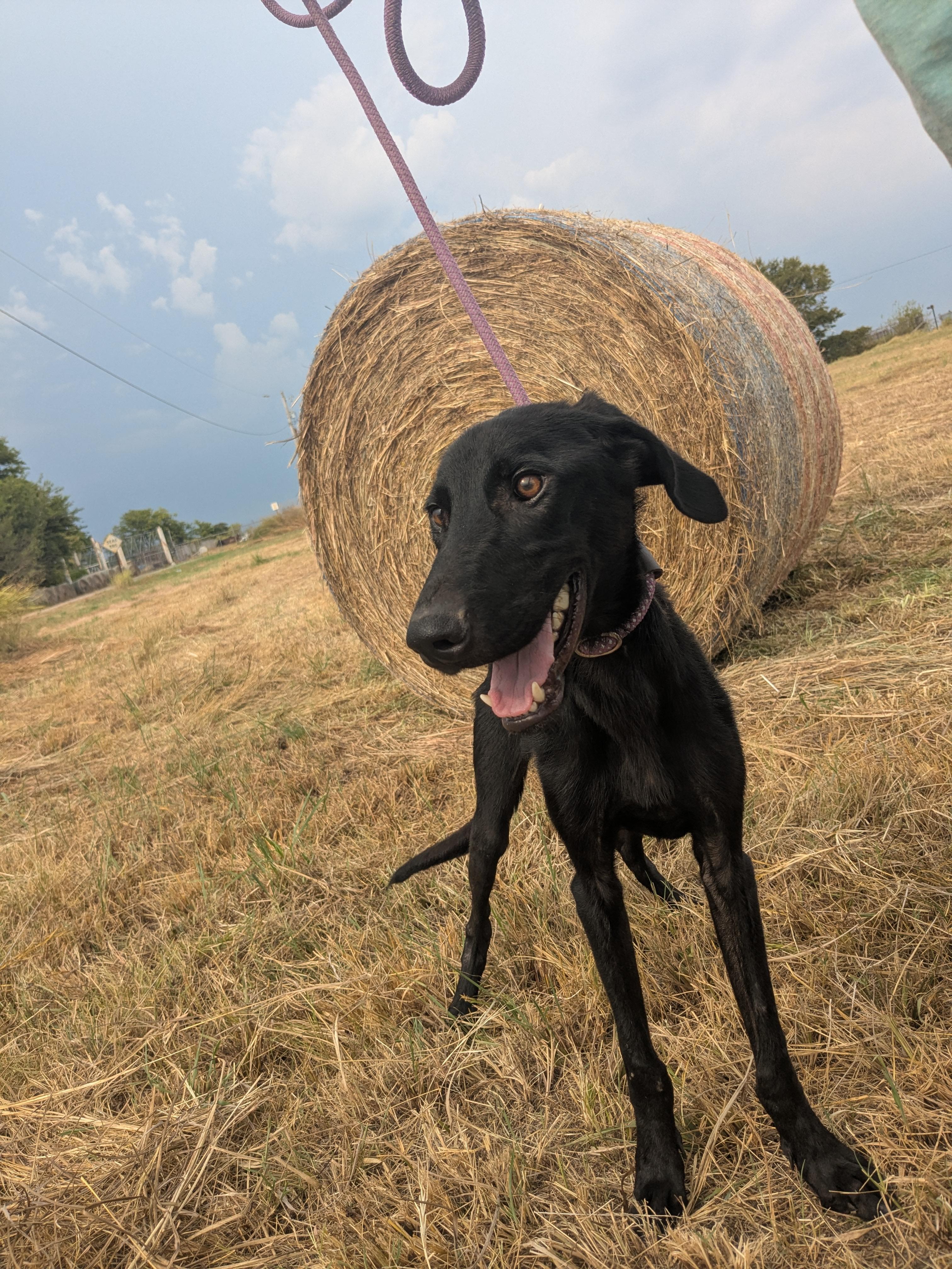 Dean, Adopted, Adult Male Greyhound & Black Labrador Retriever.