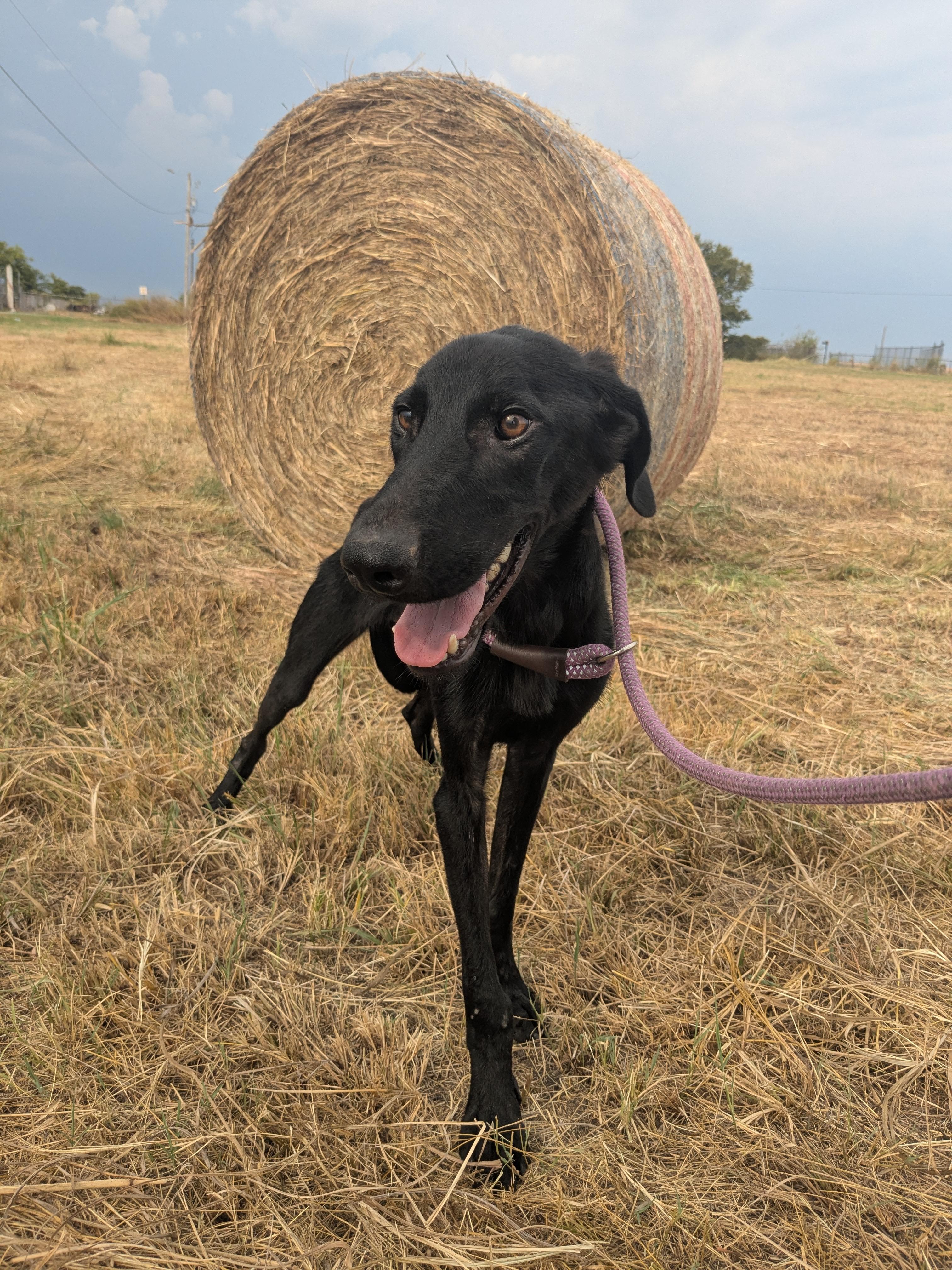 Dean, a Adopted mixed breed in Manchester, NH image 2/6