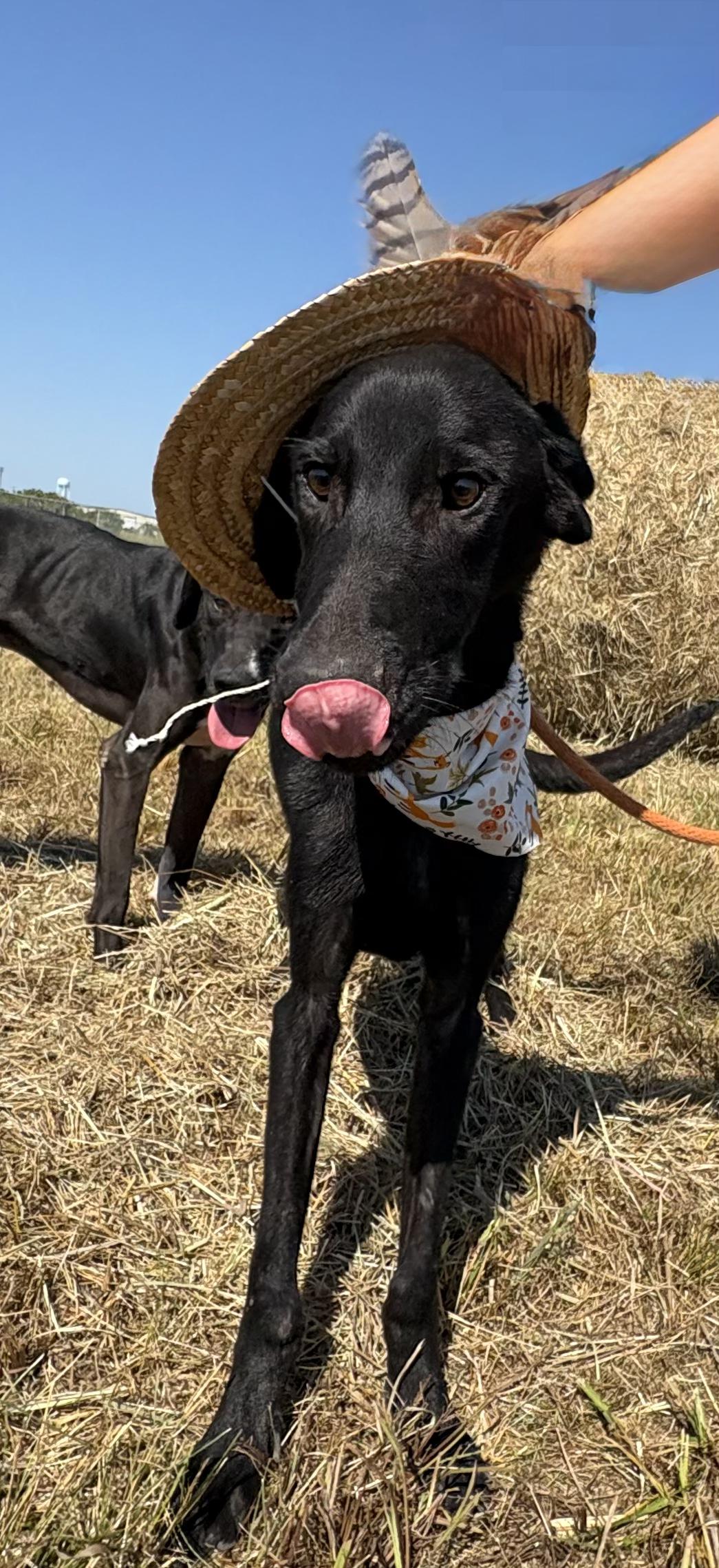 Dean, a Adopted mixed breed in Manchester, NH image 3/6
