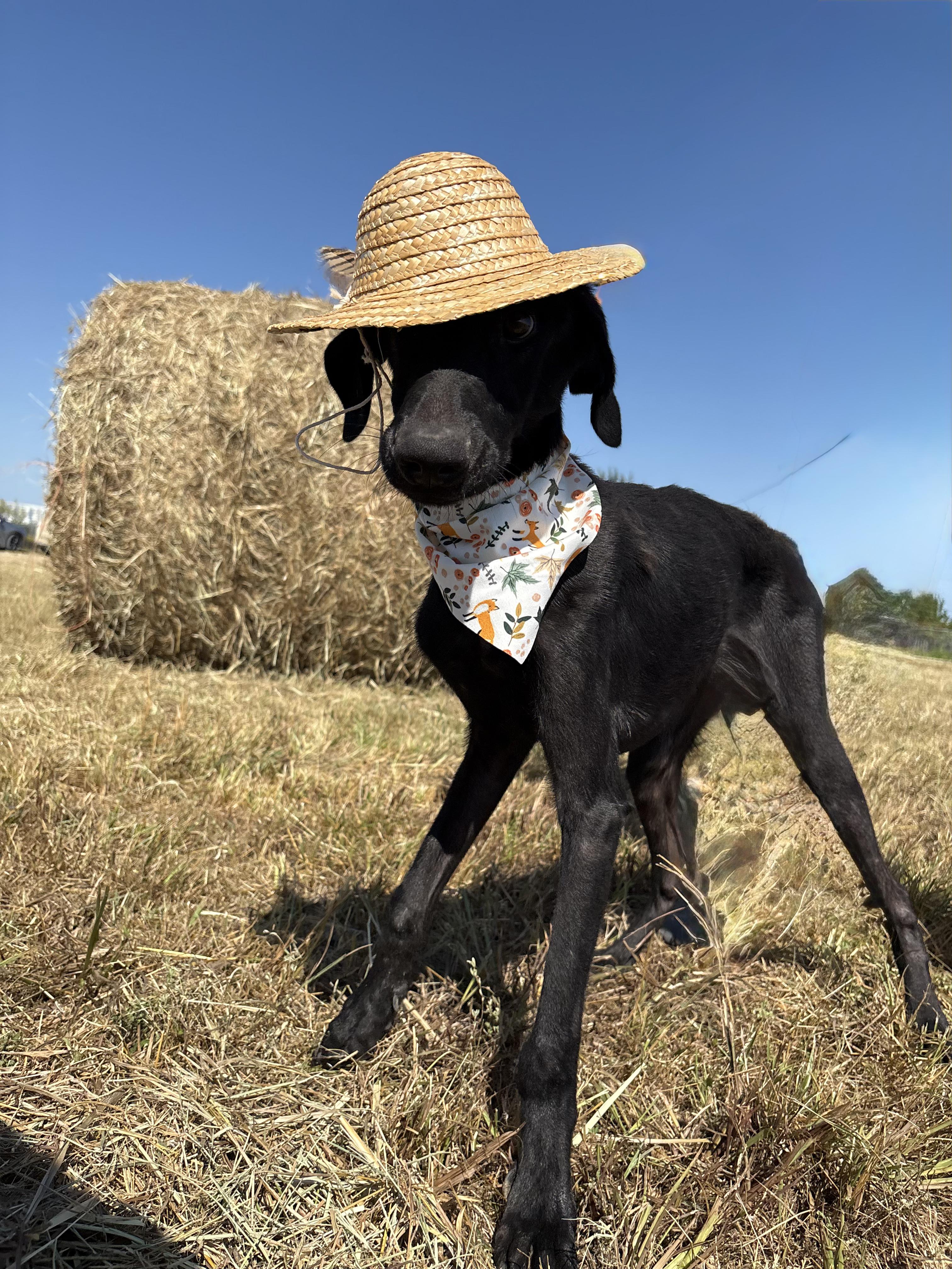 Dean, a Adopted mixed breed in Manchester, NH image 4/6