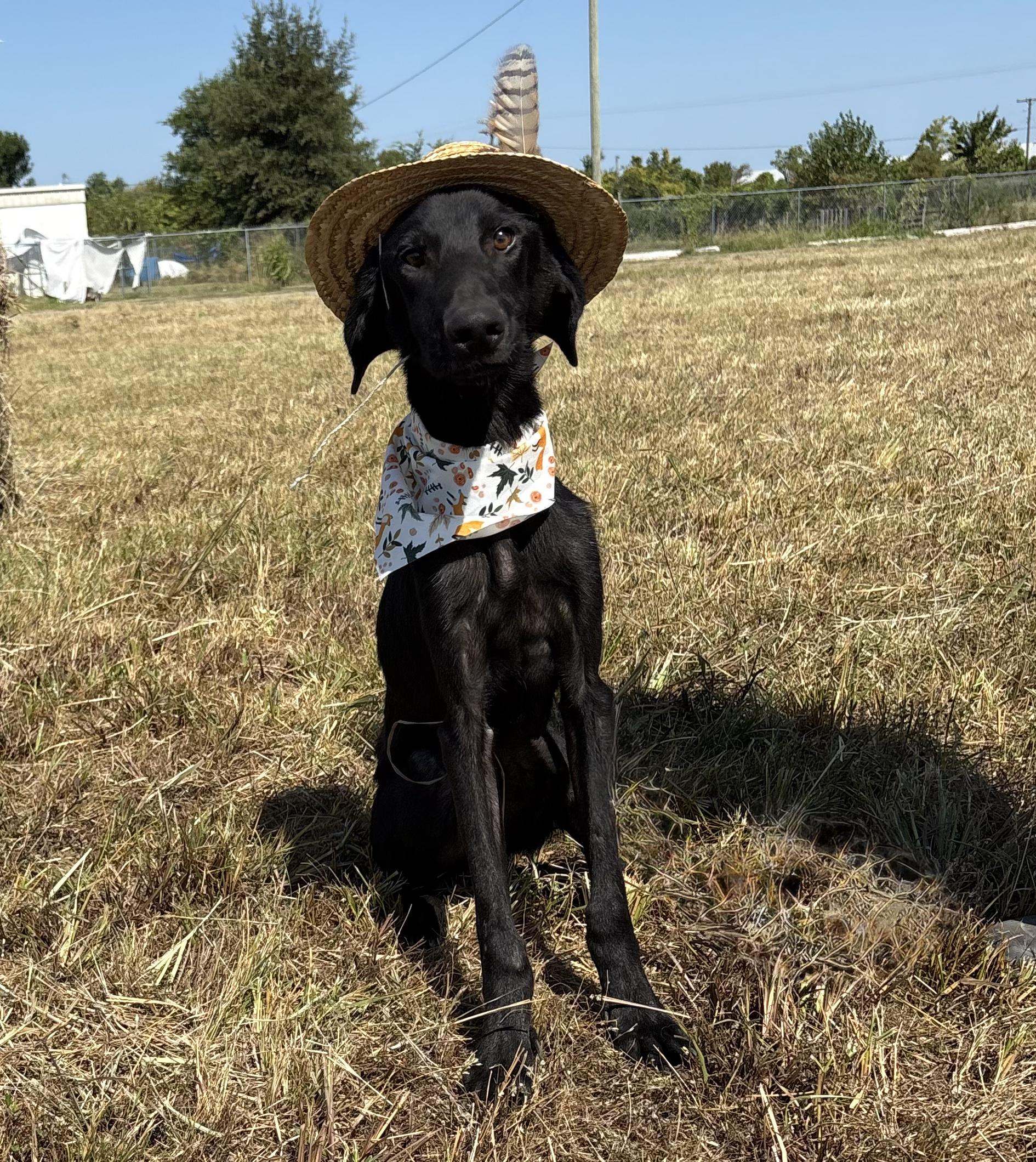Dean, a Adopted mixed breed in Manchester, NH image 5/6