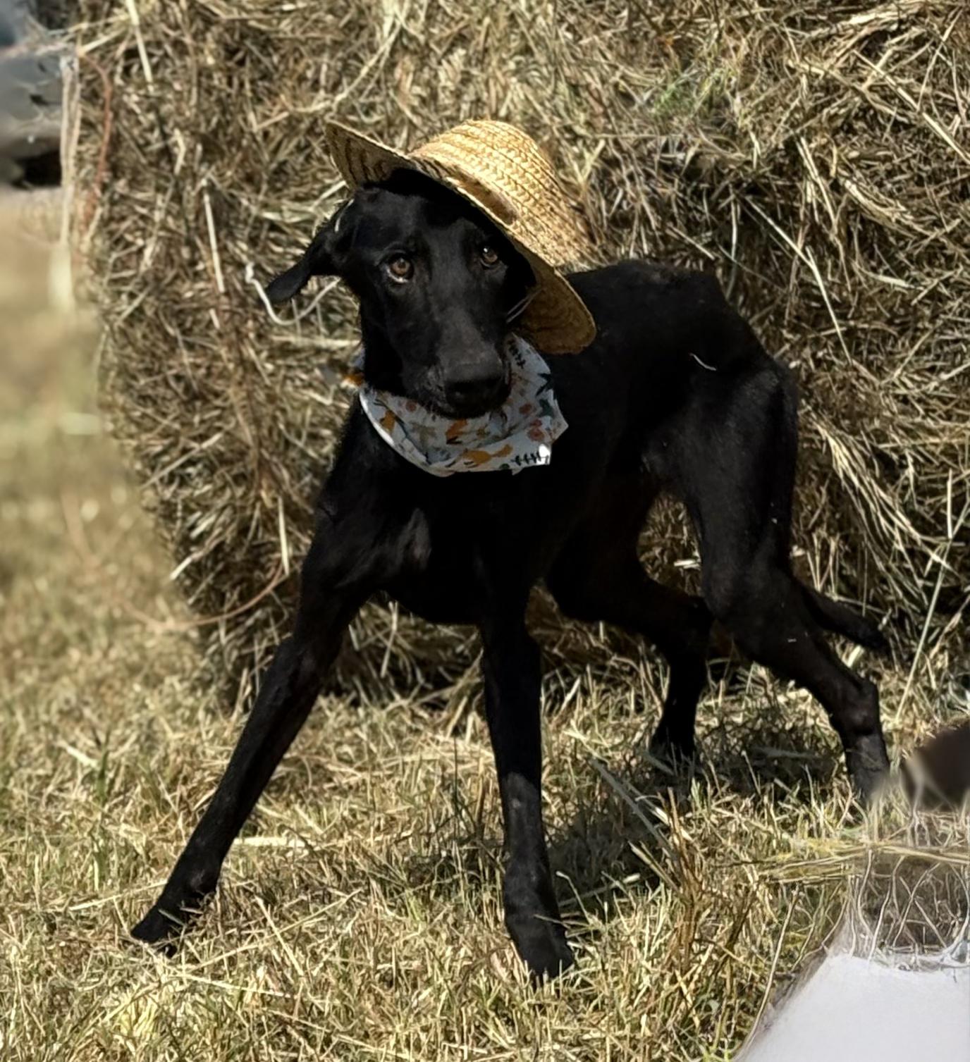 Dean, a Adopted mixed breed in Manchester, NH image 6/6