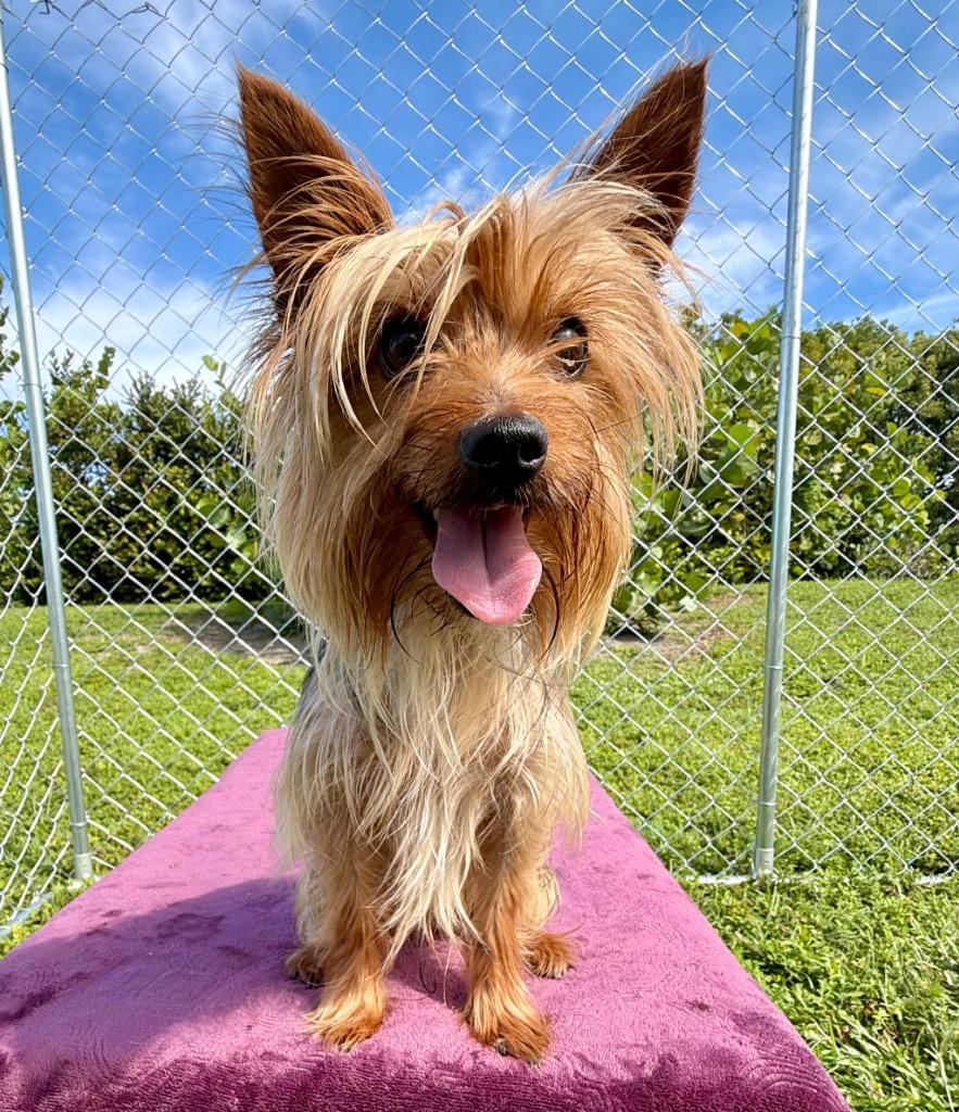 Enlarge Chocobo, a Adoptable mixed breed in Cape Coral, FL image 1/2