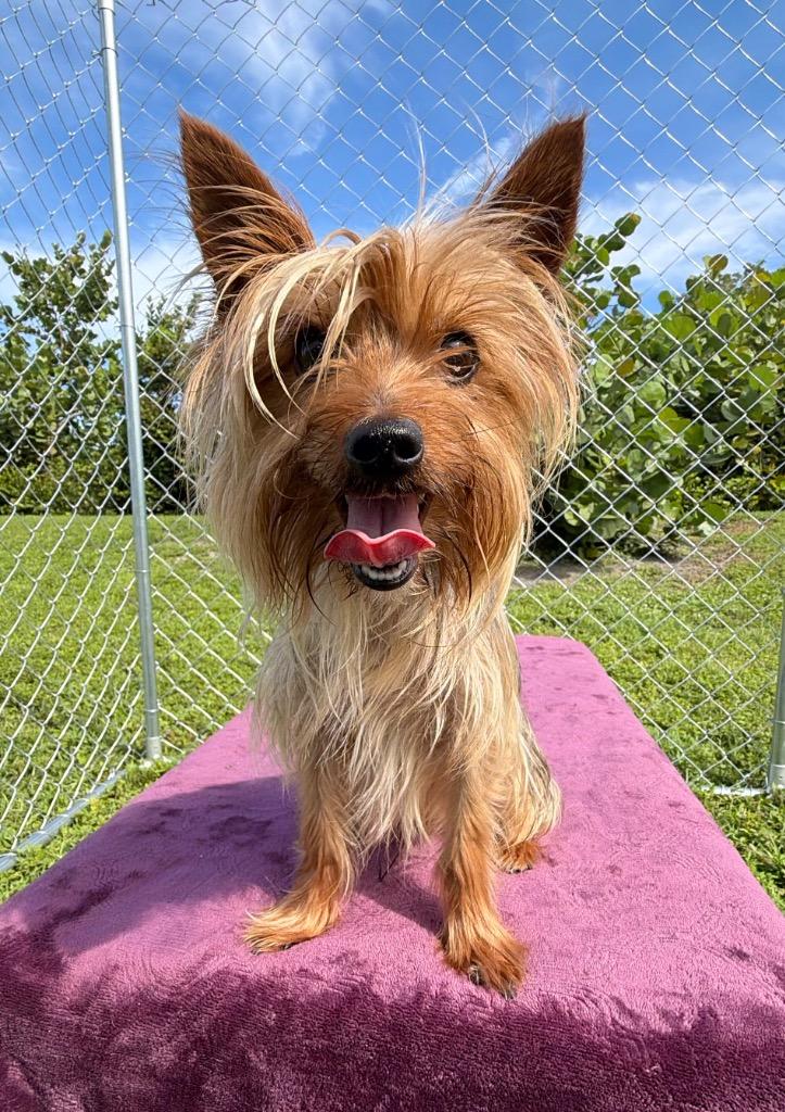 Enlarge Chocobo, a Adoptable mixed breed in Cape Coral, FL image 2/2
