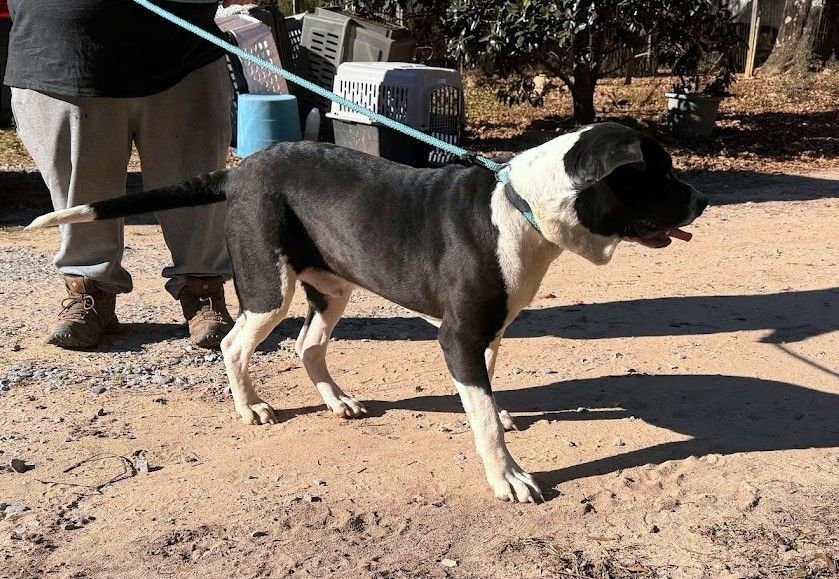Enlarge SILAS - Sponsored Adoption Fee!!, a Adoptable American Bulldog in Fosters, AL image 3/4