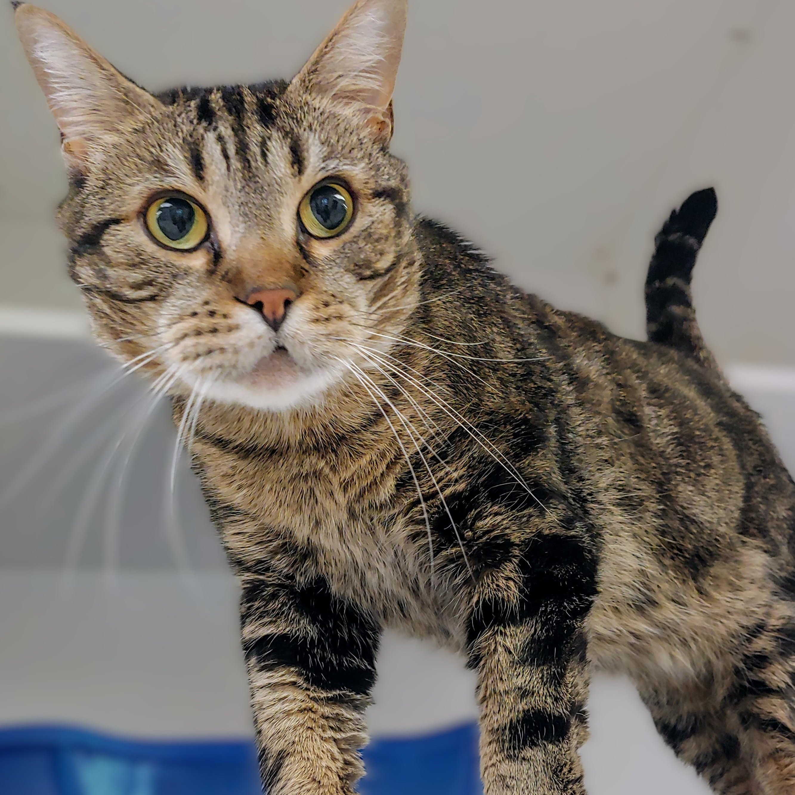 Mufasa, Adult Male Domestic Short Hair