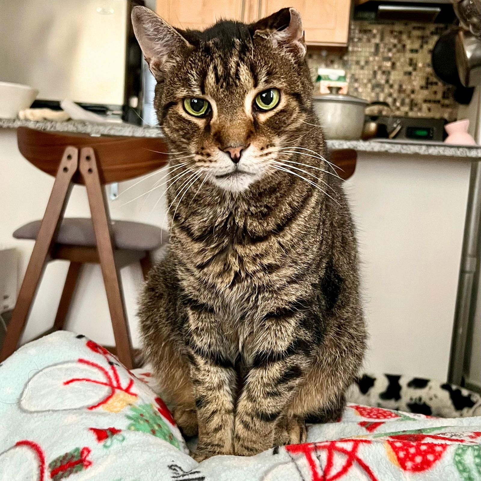 Enlarge Crackerjack, a Adoptable Domestic Short Hair in Brooklyn, NY image 1/3