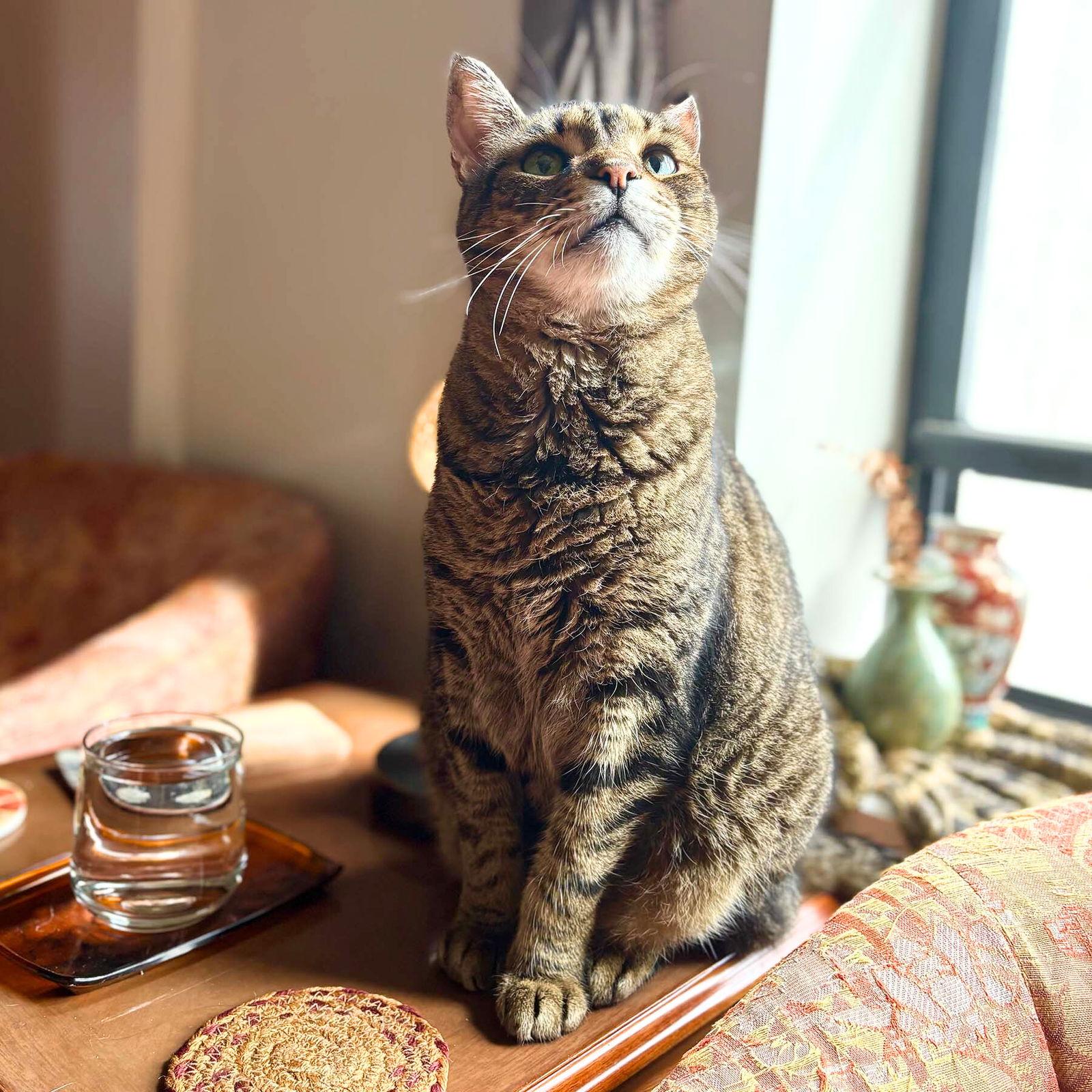 Enlarge Crackerjack, a Adoptable Domestic Short Hair in Brooklyn, NY image 2/3