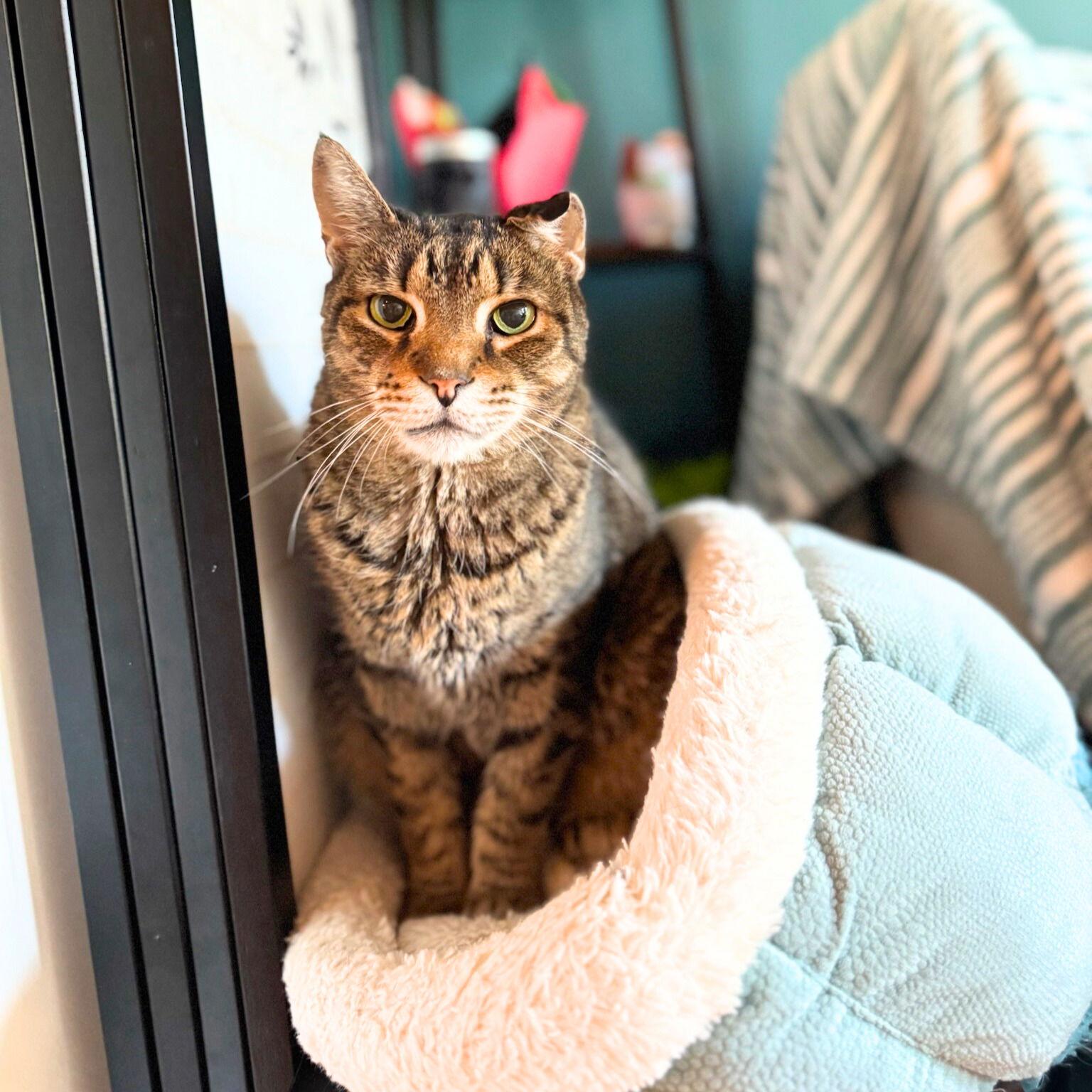 Enlarge Crackerjack, a Adoptable Domestic Short Hair in Brooklyn, NY image 3/3