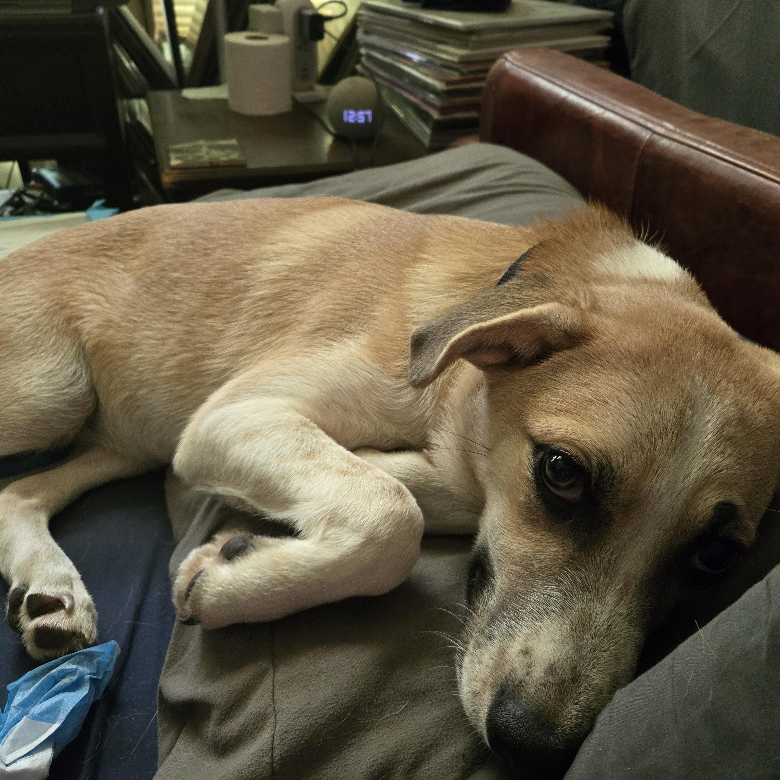 Jersey, a ADOPTABLE mixed breed in Olympia, WA image 2/6