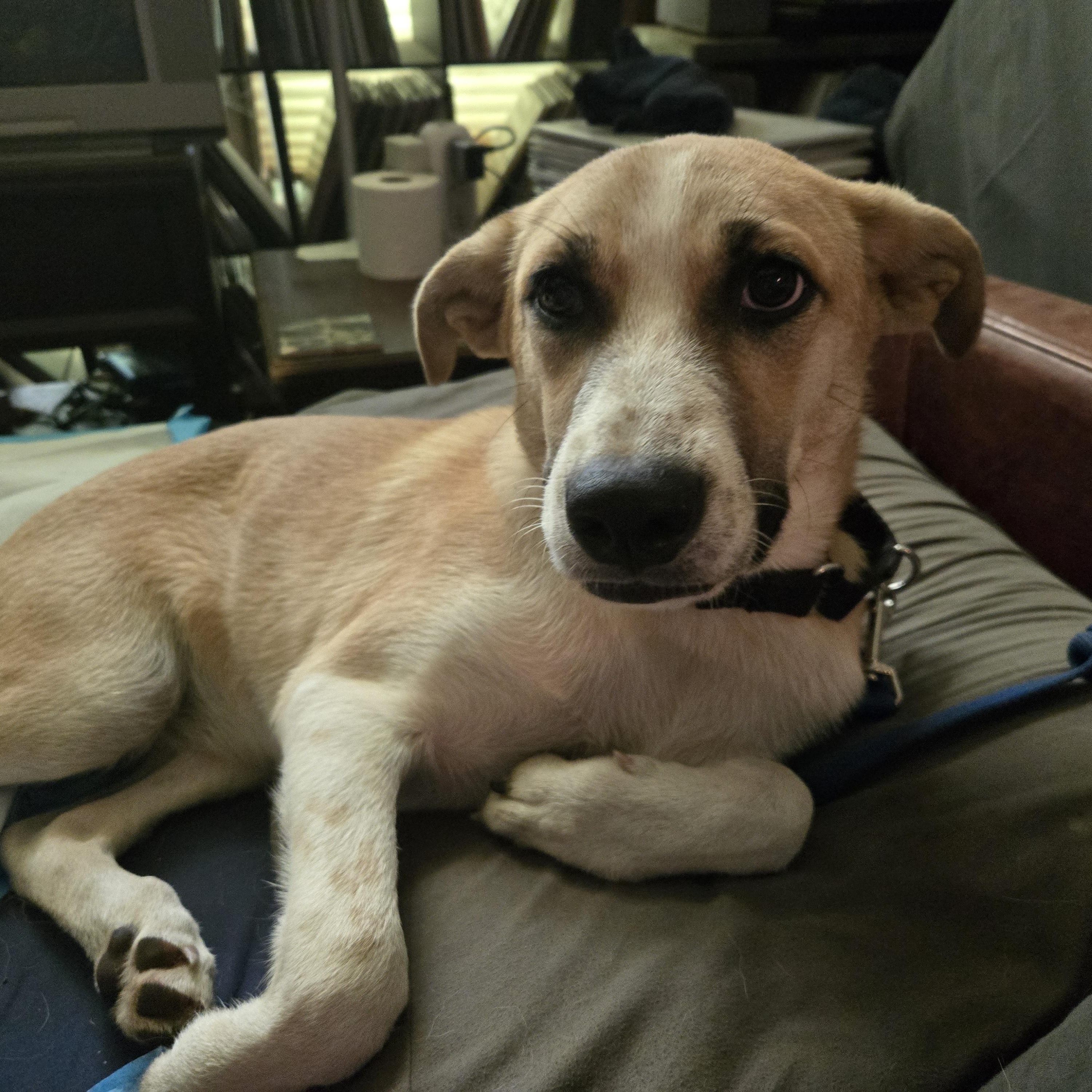 Jersey, a ADOPTABLE mixed breed in Olympia, WA image 1/6