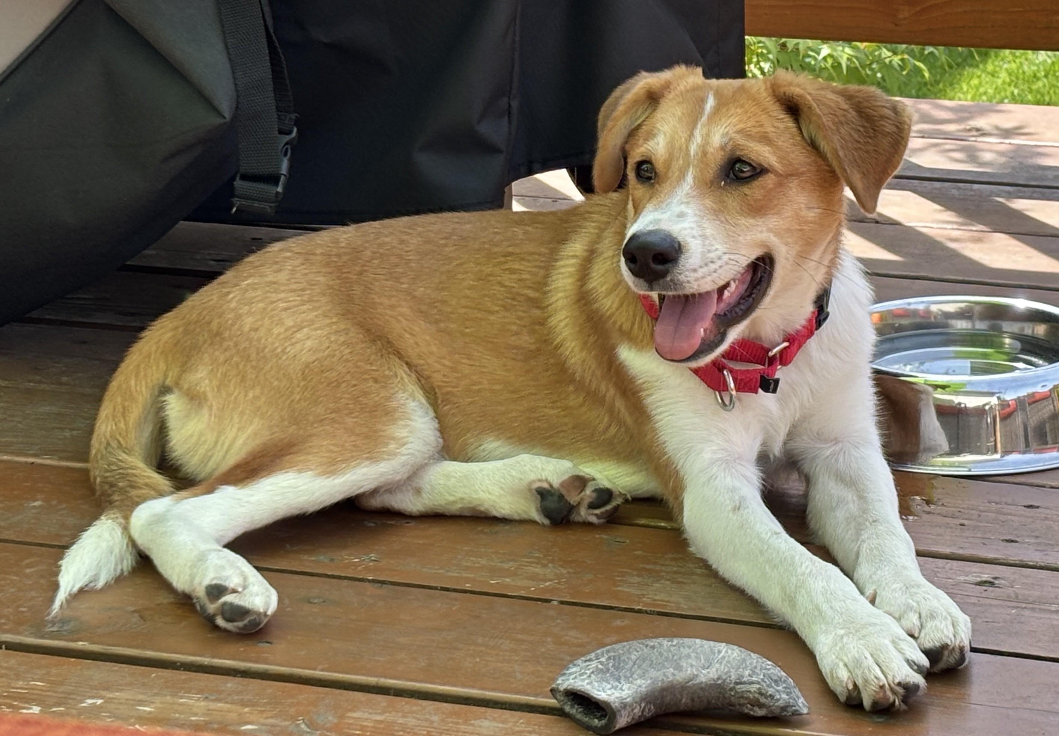 JULEP - Pretty Girl, a ADOPTABLE mixed breed in Olympia, WA image 1/6