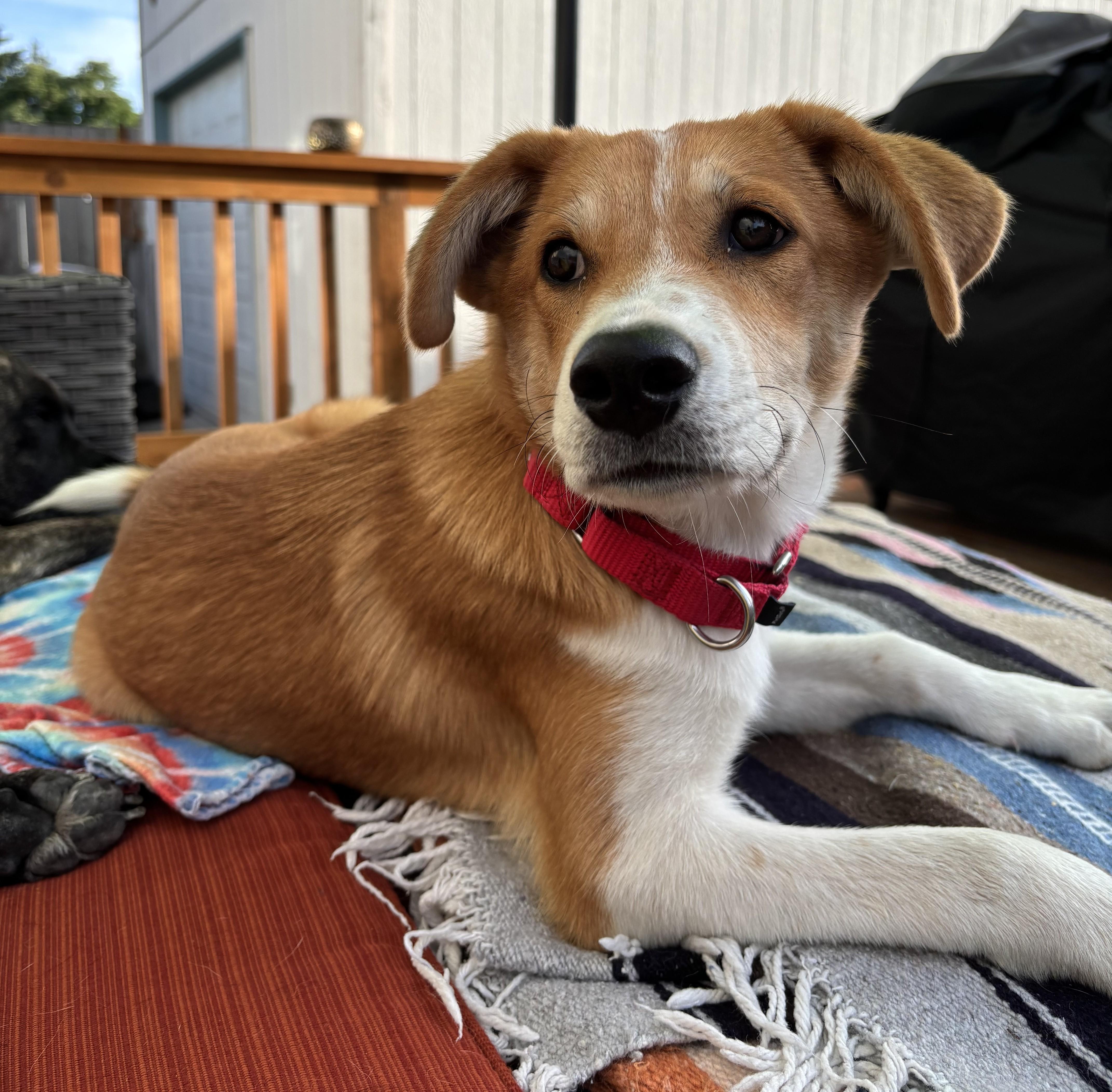 JULEP - Pretty Girl, a ADOPTABLE mixed breed in Olympia, WA image 2/6