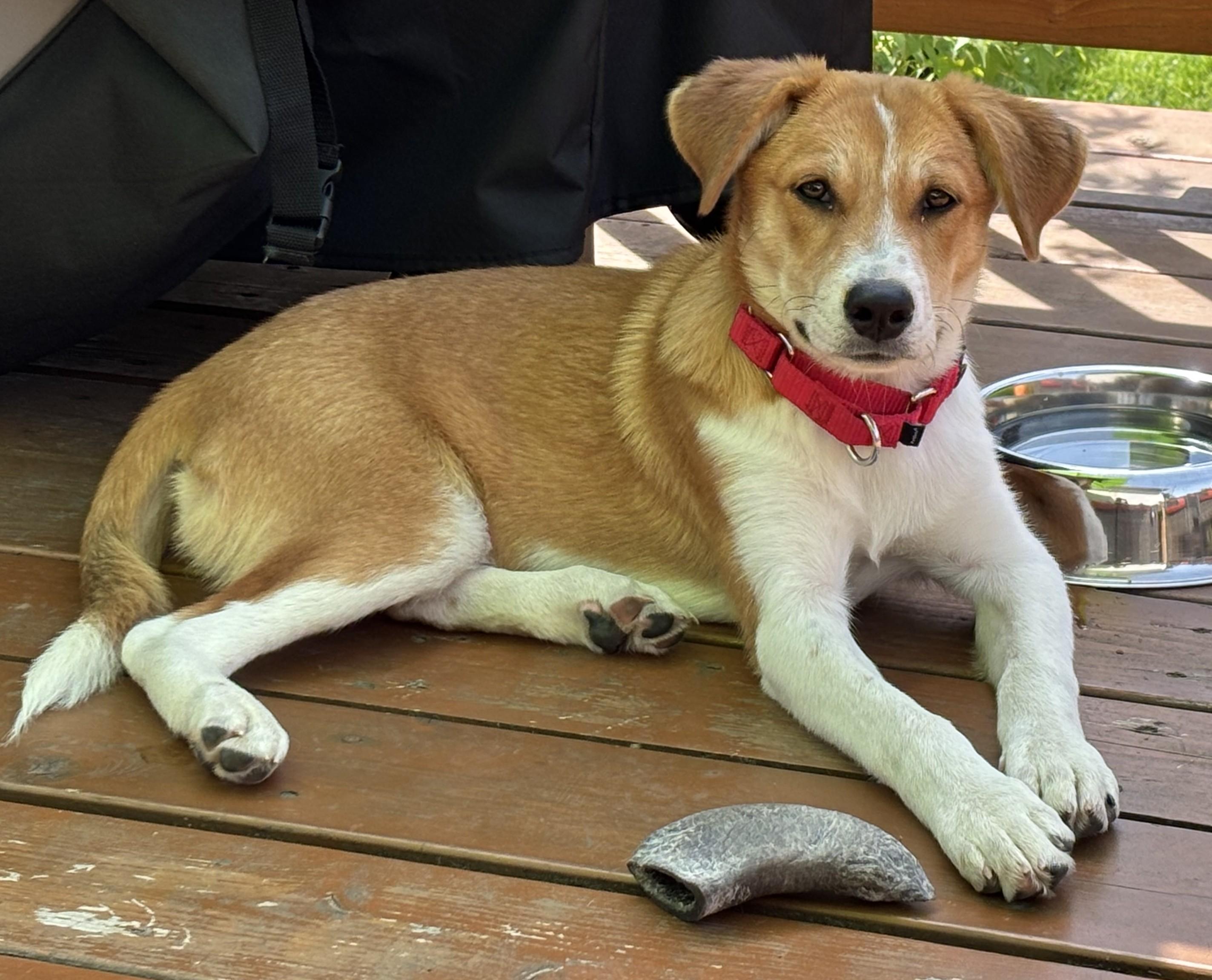 JULEP - Pretty Girl, a ADOPTABLE mixed breed in Olympia, WA image 3/6