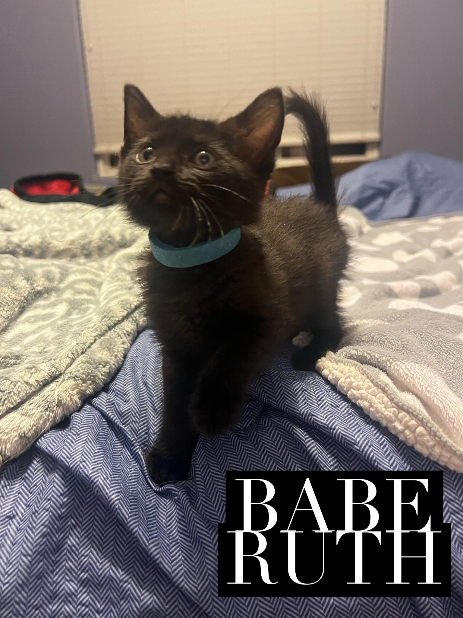 Miss Babe Ruth, ADOPTABLE, Kitten Female Domestic Short Hair.