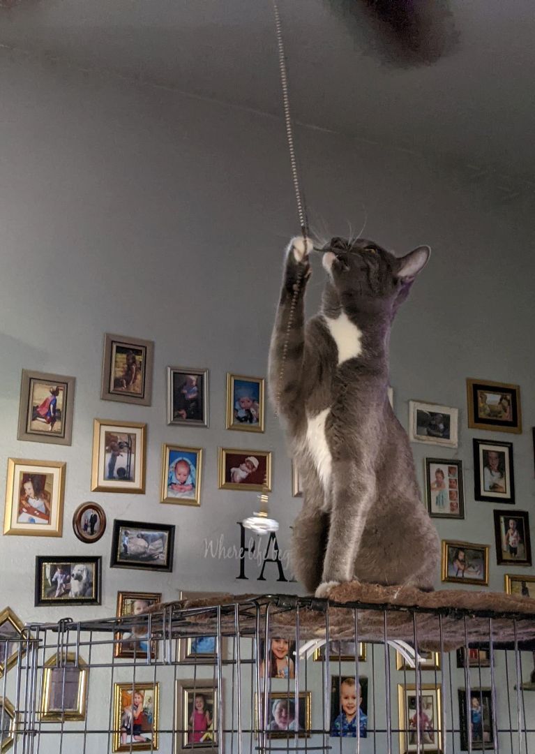 Enlarge Clementine, a Adoptable Russian Blue in Cottonwood, CA image 2/6