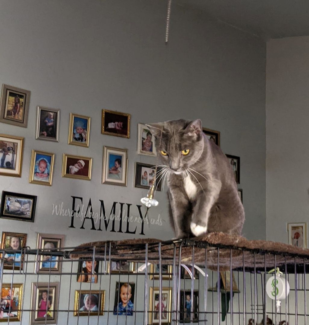 Enlarge Clementine, a Adoptable Russian Blue in Cottonwood, CA image 3/6