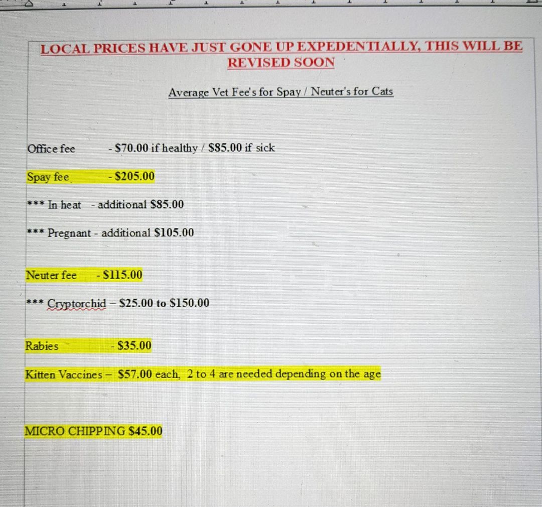 Enlarge Clementine, a Adoptable Russian Blue in Cottonwood, CA image 4/6