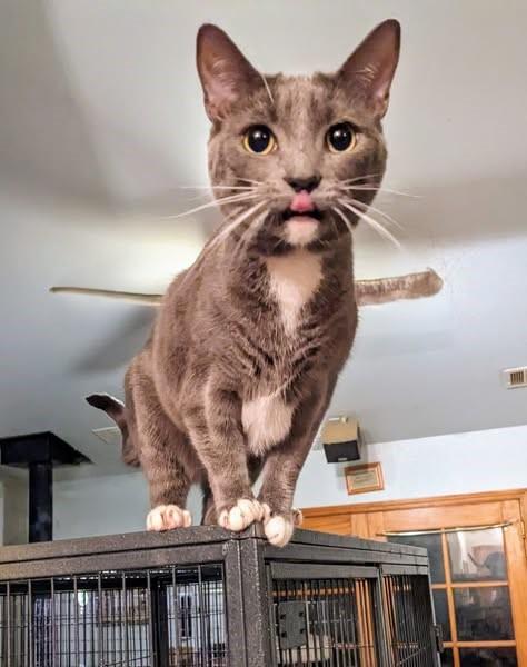 Clementine, Adoptable, Adult Female Russian Blue.