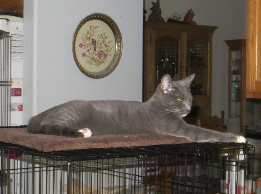 Enlarge Clementine, a Adoptable Russian Blue in Cottonwood, CA image 5/6