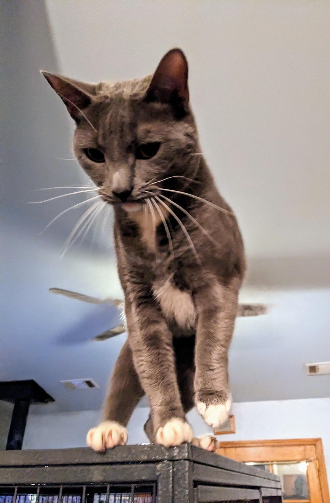 Clementine, a Adoptable Russian Blue in Cottonwood, CA image 6/6