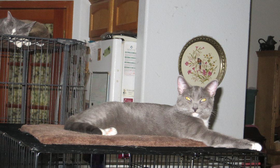 Enlarge Clementine, a Adoptable Russian Blue in Cottonwood, CA image 1/6