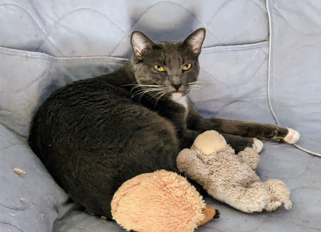 Enlarge Clementine, a Adoptable Russian Blue in Cottonwood, CA image 6/6