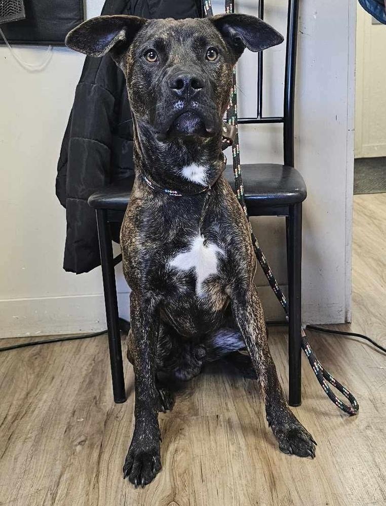 Enlarge AC Tahoe, a Adoptable mixed breed in Fremont, NE image 1/3