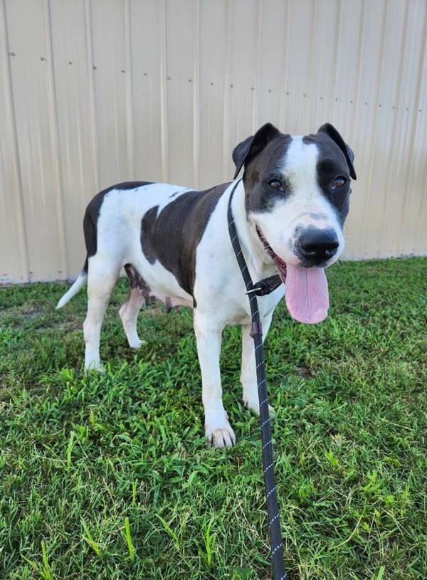Bessie, a Adoptable mixed breed in Melbourne, FL image 1/6