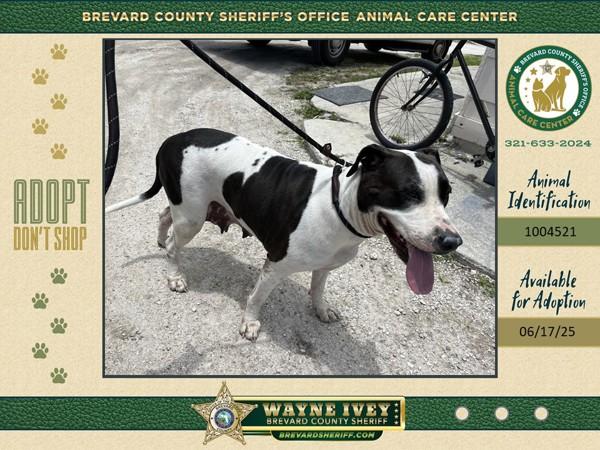 Enlarge Bessie, a Adoptable mixed breed in Melbourne, FL image 2/6