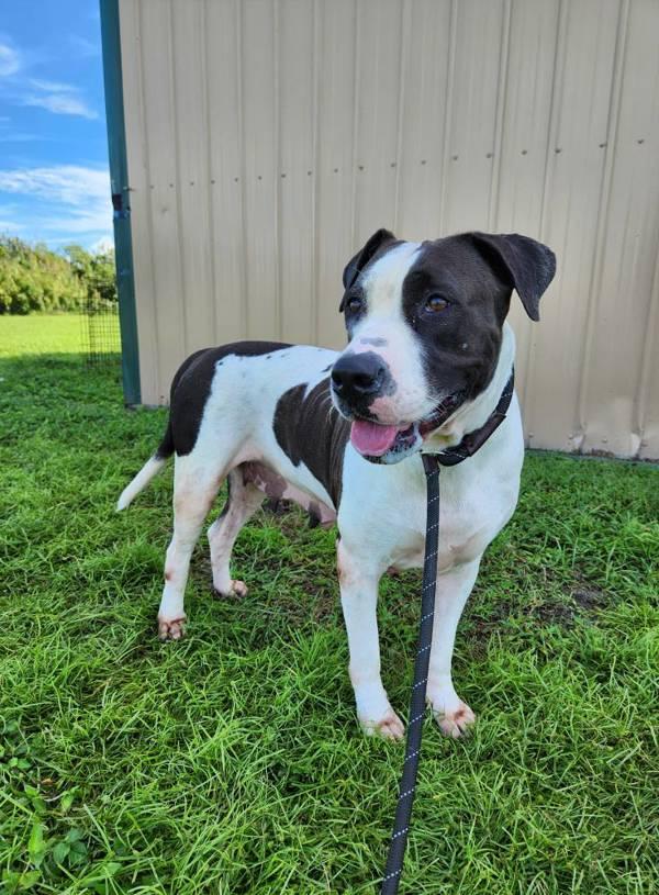 Bessie, a Adoptable mixed breed in Melbourne, FL image 2/6