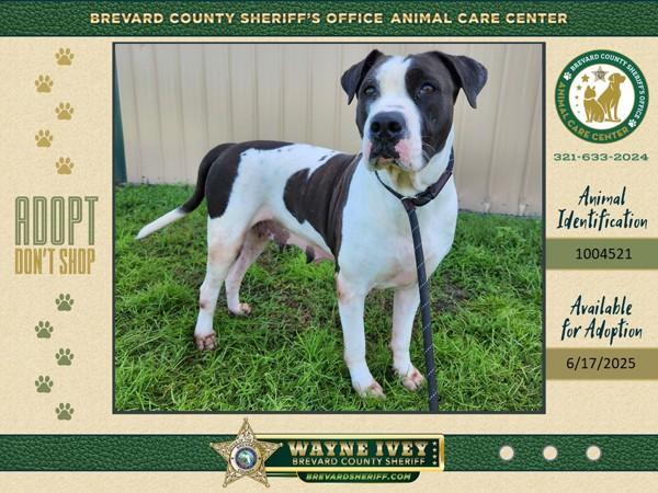 Bessie, a Adoptable mixed breed in Melbourne, FL image 3/6