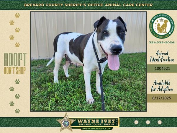 Bessie, a Adoptable mixed breed in Melbourne, FL image 5/6