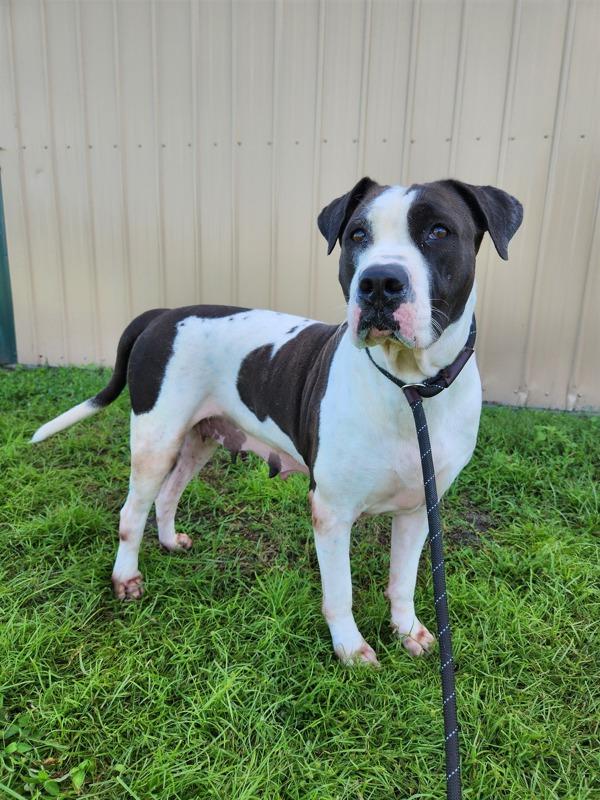 Bessie, a Adoptable mixed breed in Melbourne, FL image 6/6