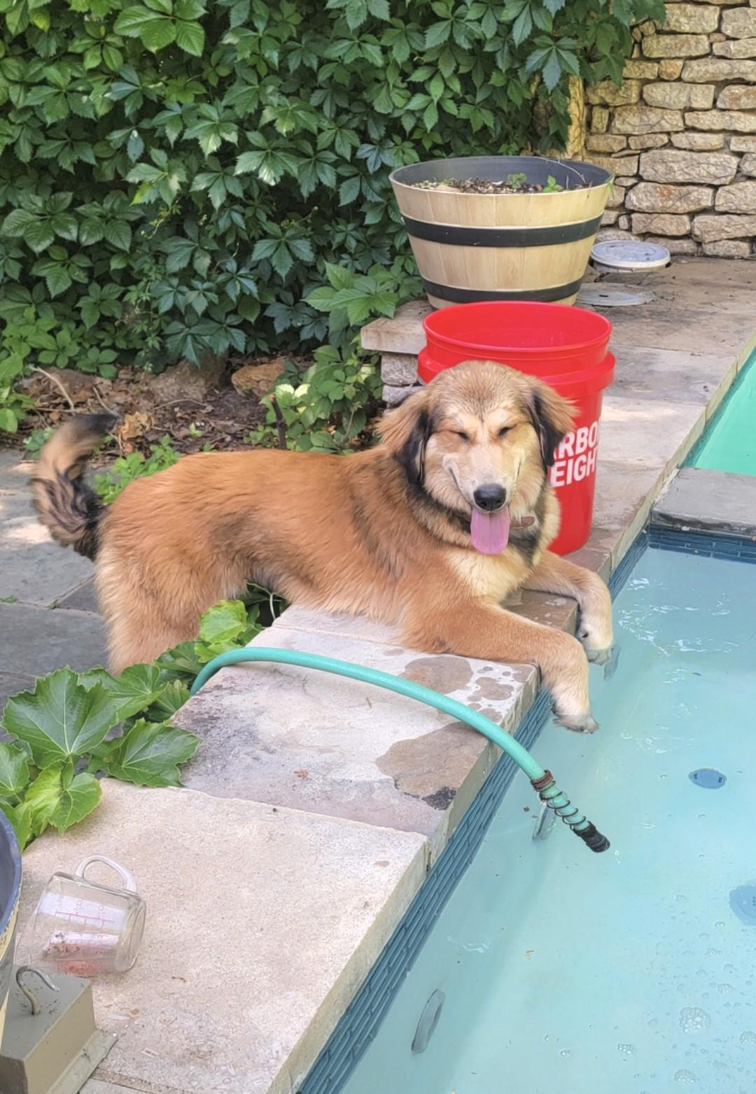 Enlarge Kita, a ADOPTABLE mixed breed in Kiowa, OK image 6/6