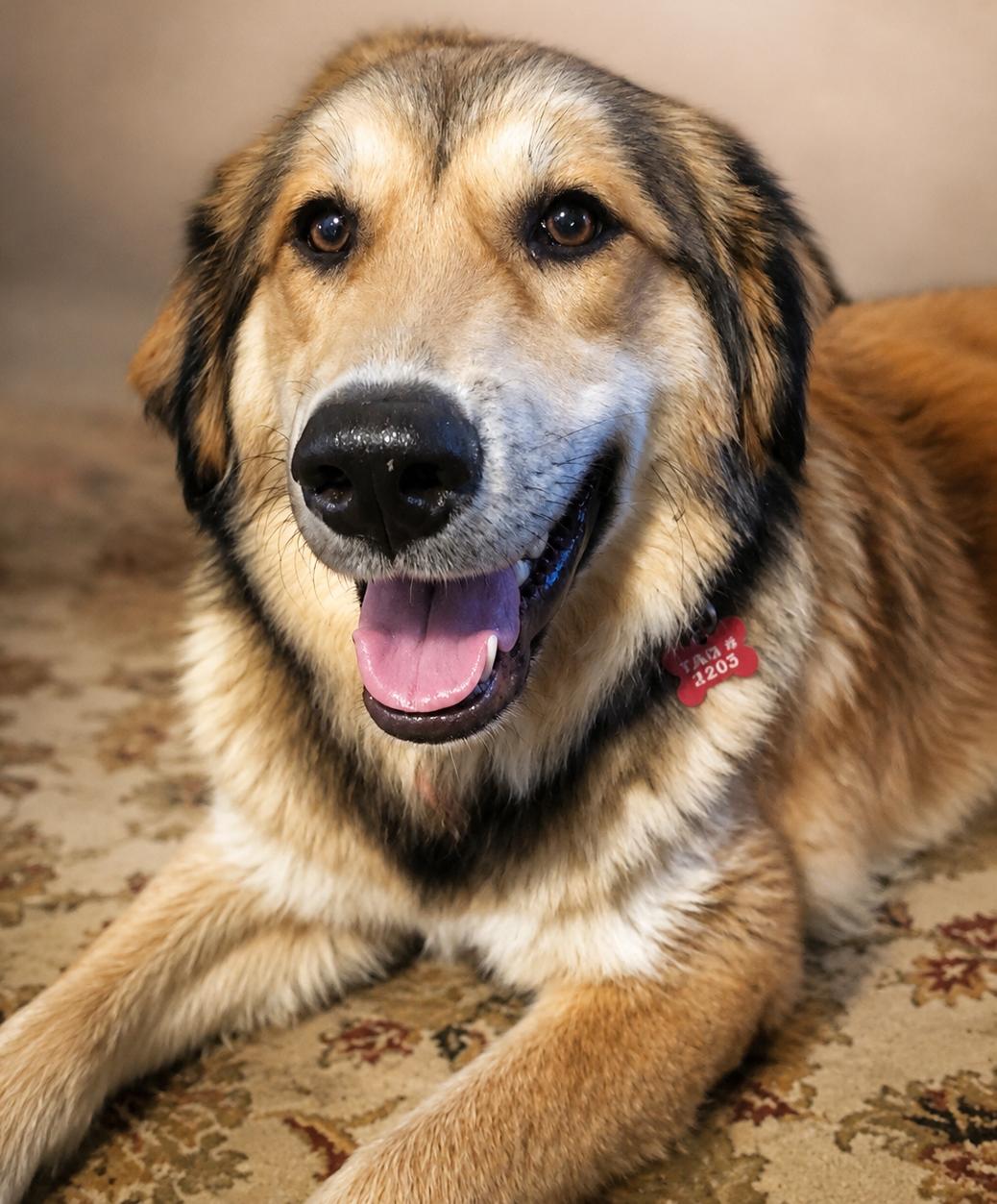 Enlarge Kita, a ADOPTABLE mixed breed in Kiowa, OK image 1/6