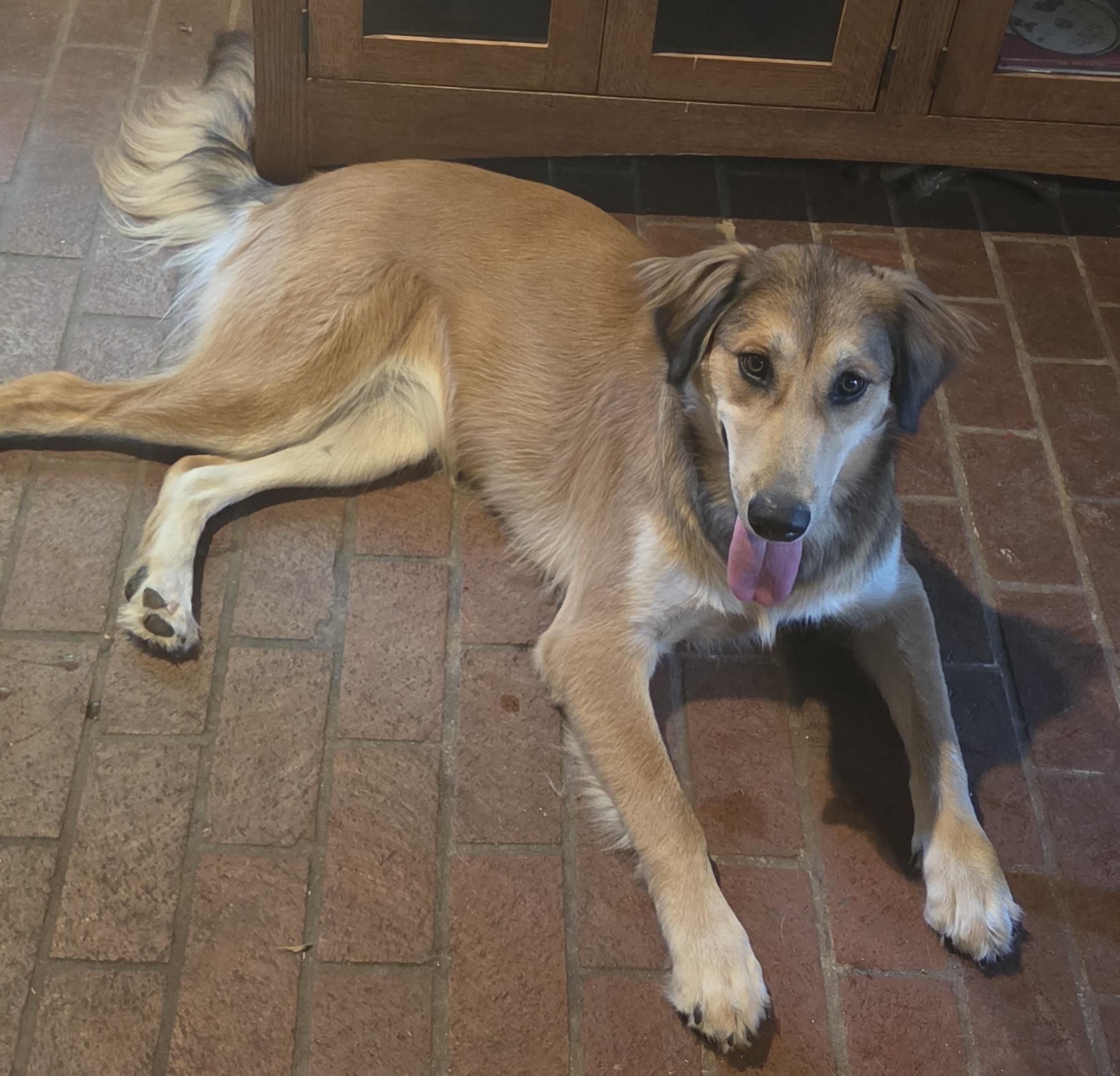 Enlarge Kita, a ADOPTABLE mixed breed in Kiowa, OK image 5/6