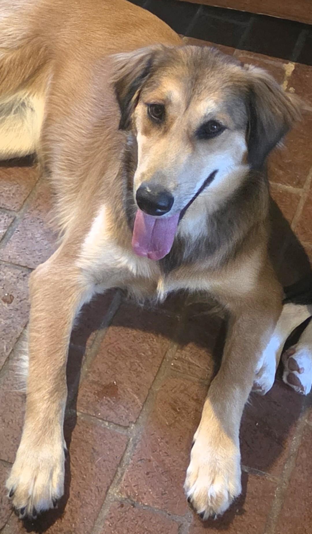 Enlarge Kita, a ADOPTABLE mixed breed in Kiowa, OK image 2/6