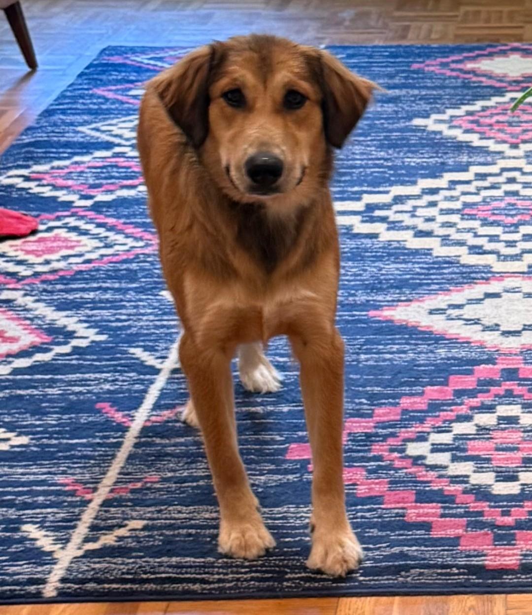 Enlarge Kita, a ADOPTABLE mixed breed in Kiowa, OK image 4/6